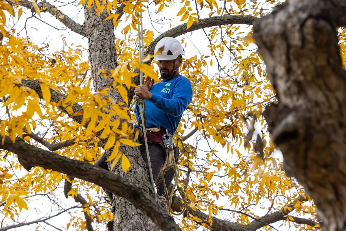 Skilled Tree Planing crew working in Hollansburg